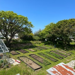 Veg garden update August 2023