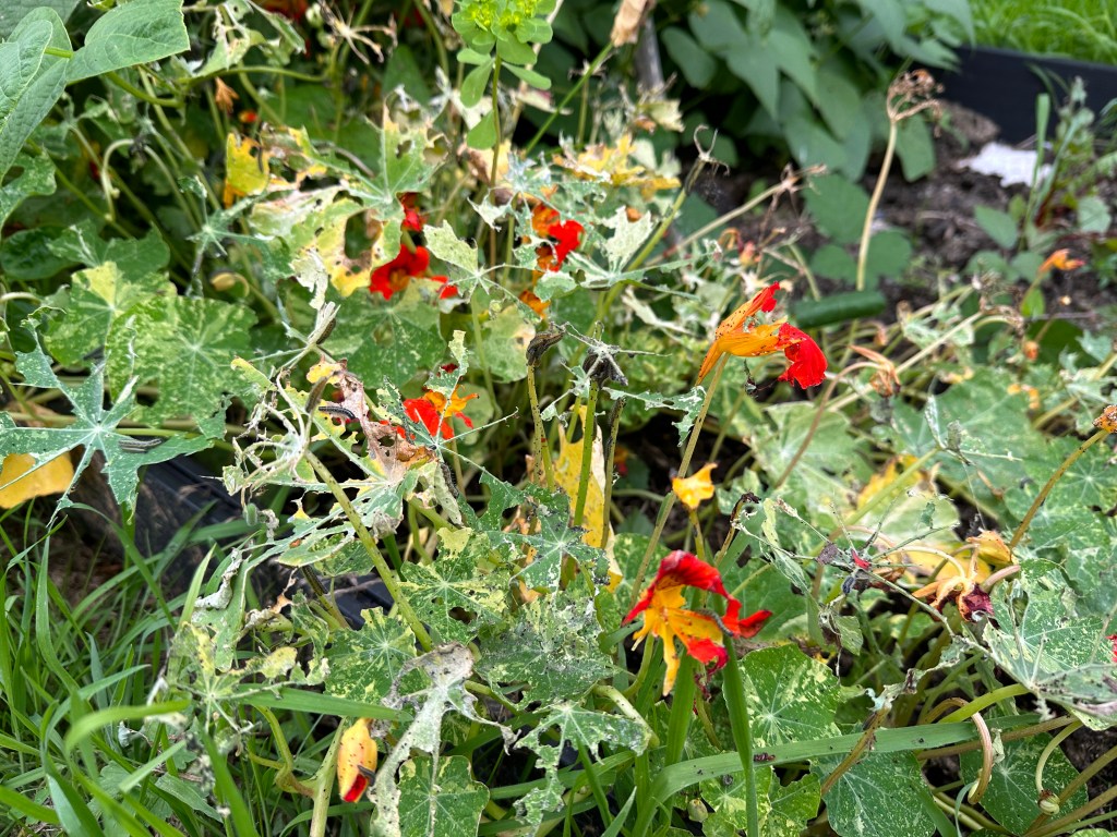 A full year review of the first year of #nodig veg gardening at Bossiney Court.